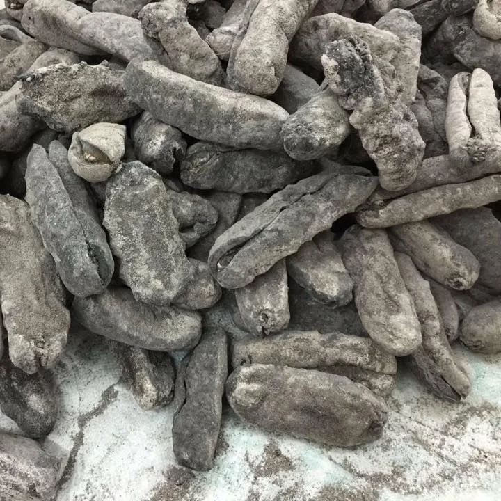 Halal Certification Dried Sea Cucumber Buy Sea Cucumber From Sabah