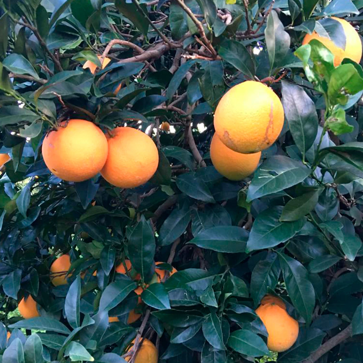 High Quality Seedless Easily Peels Vitamin C Clementine Igp Fresh