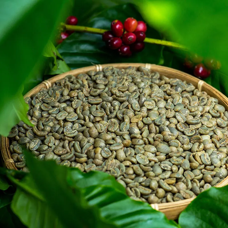 Arabica Green Coffee Beans Of Vietnamese Wholesale Supplier Grade ...