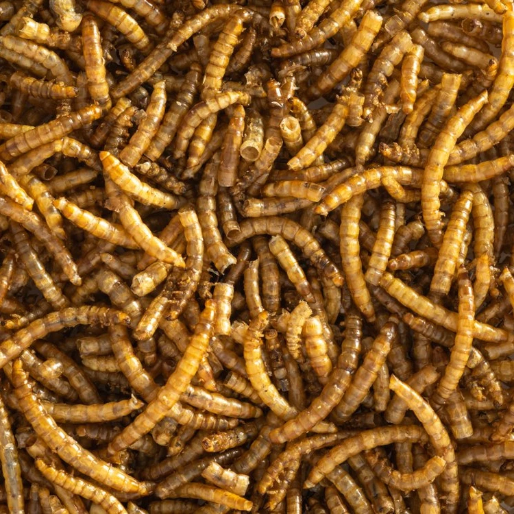 Top Quality High Protein Dried Mealworms/ Mealworms / Black Soldier In