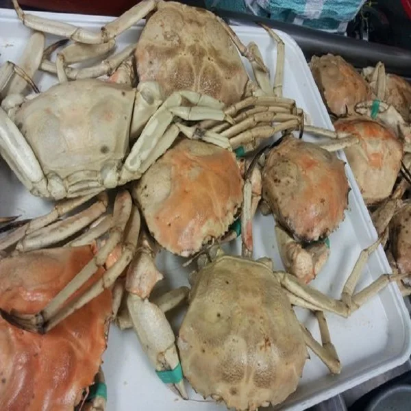 Fresh And Frozen Soft Shell Crabs Buy Frozen Blue Crab Frozen Food