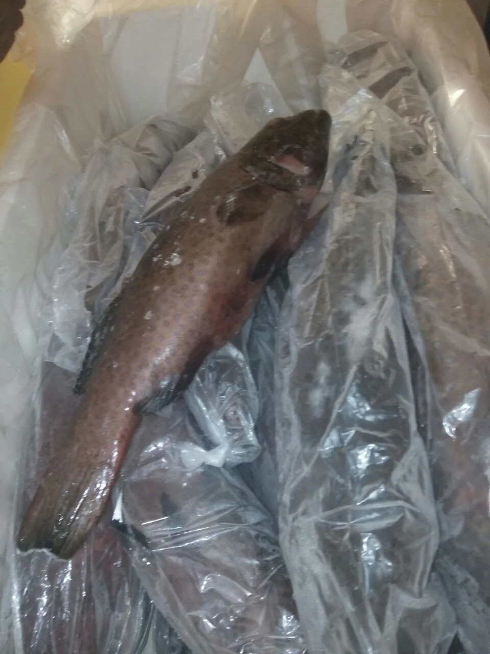 Frozen Grouper Fish Whole Round Buy Grouper,Reef Cod,Grouper Fish