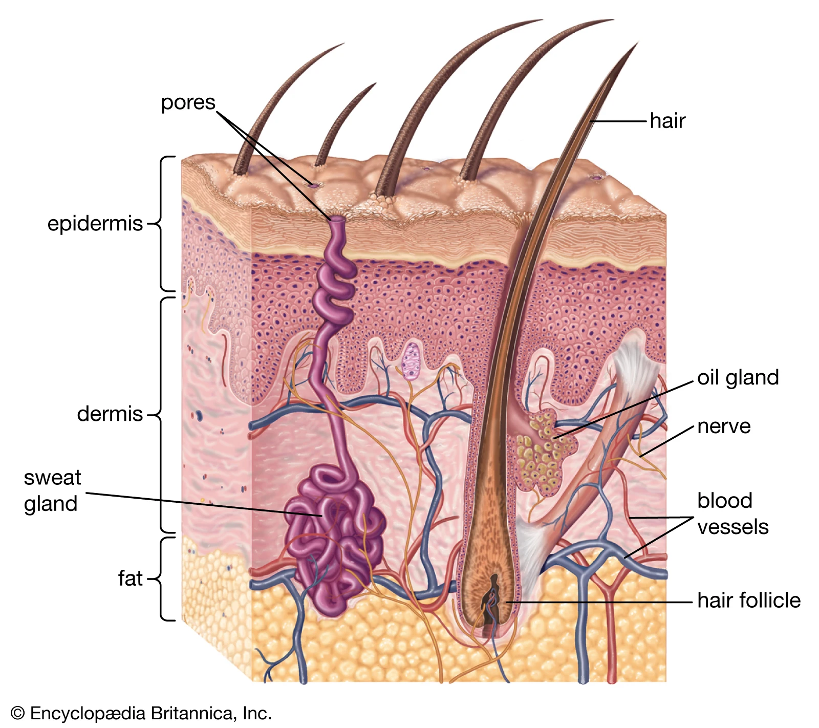 human-anatomy-chart-the-study-of-the-structures-of-the-human-body-and