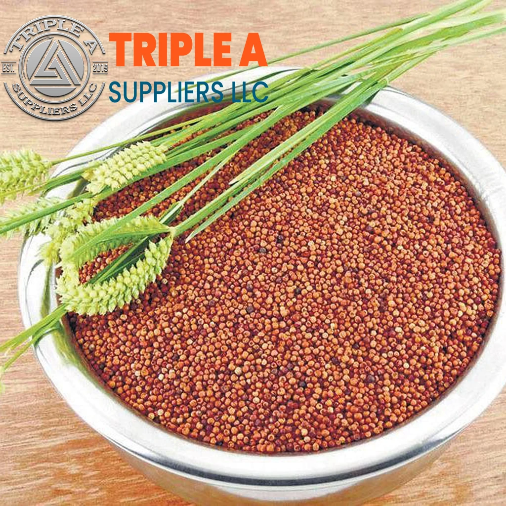 Premium Wholesale Bird Feed Seeds Origin Yellow Millet Max Style Color
