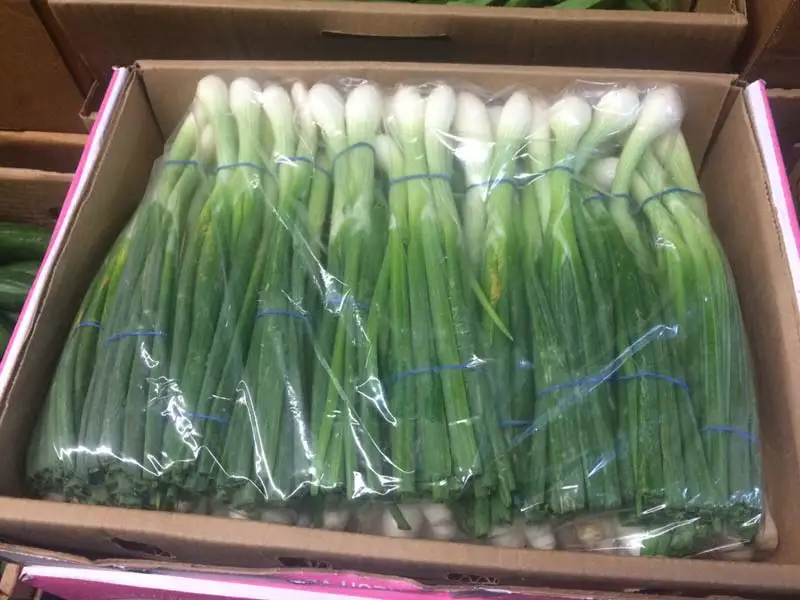Fresh Green Union Spring Union From Egypt High Quality Cheap Price