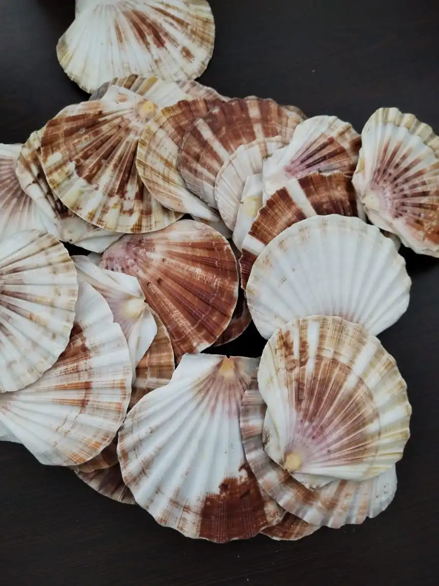 Custom Made Scallop Shells In Large Sizes Suitable For Soap Makers And ...