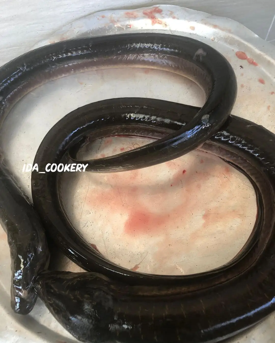 Factory Direct High Quality Frozen Eel Fish Whole Frozen Fresh Conger