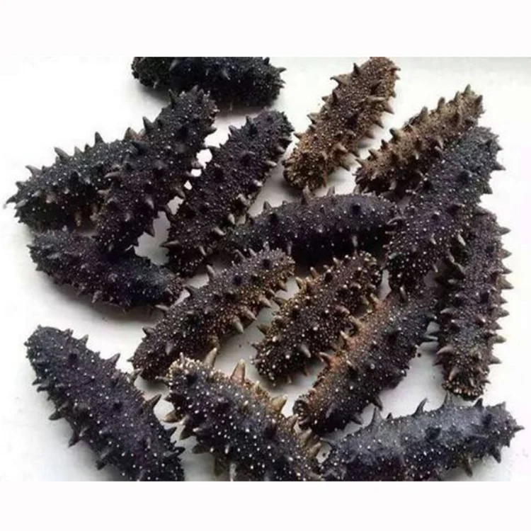 High Quality Dried And Frozen Bald Sea Cucumber,Natural Wholesaler Sea Cucumber Buy To Buy Sea