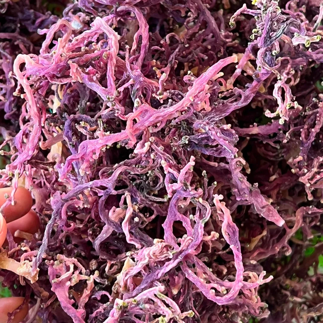 100% Natural Quality Purple Seaweed Jamaican Purple Sea Moss Seamoss ...