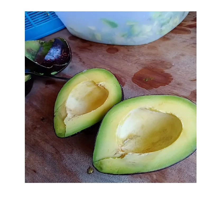 Hot Sale Hass Mexican Premium Distributors Avocados Price Natural Cold