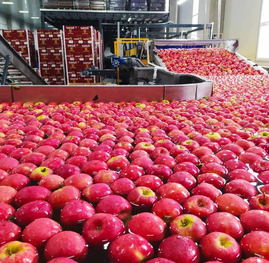 Fresh Royal Gala Apples From Fresh Fruits Farms Buy Sweet Fresh Royal