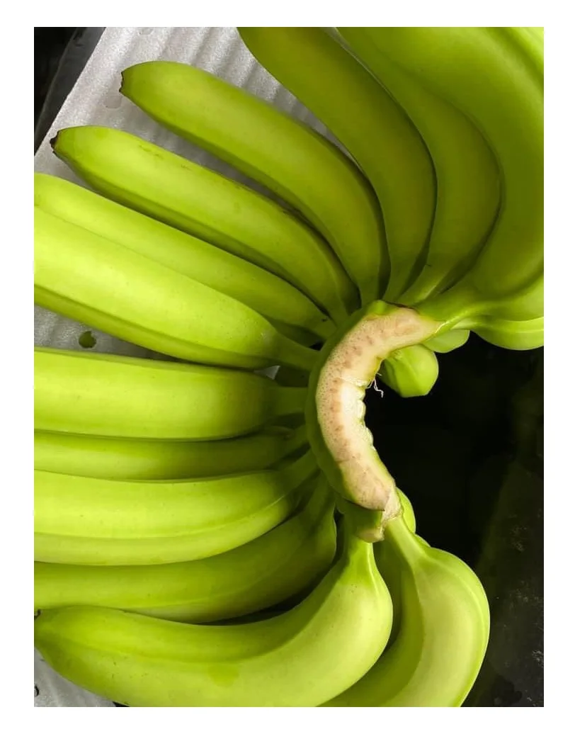 Fresh Cavendish Banana From Vietnam High Quality Green Tropical Style ...