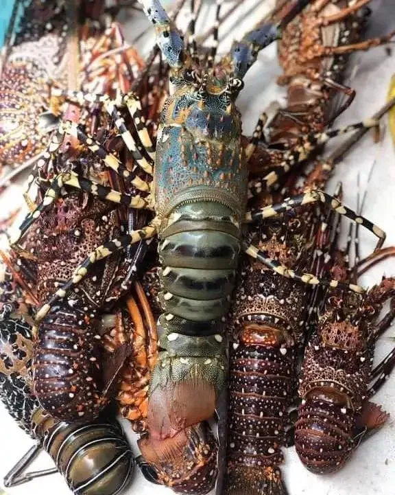 Spiny Lobster Catch At 2024 From Thailand Seafood In Stock - Buy Live ...