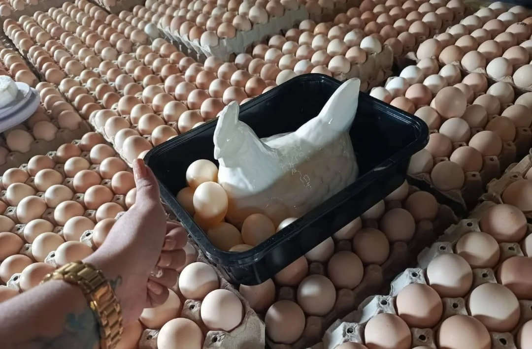 Fresh Chicken Table Eggs/fresh Chicken Hatching Eggs At Good Prices