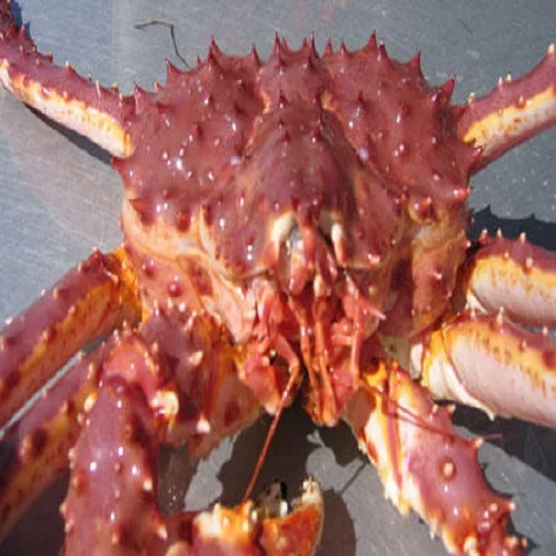 Fresh Red King Crab Fresh/frozen/live Red King Crabs,Soft Shell Crabs