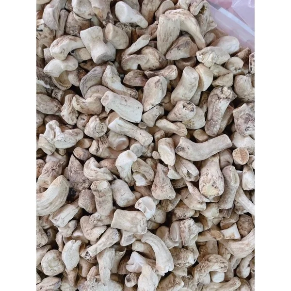 Dried Shiitake Mushroom Fungus Stem Hight Quality Best Price // Ms