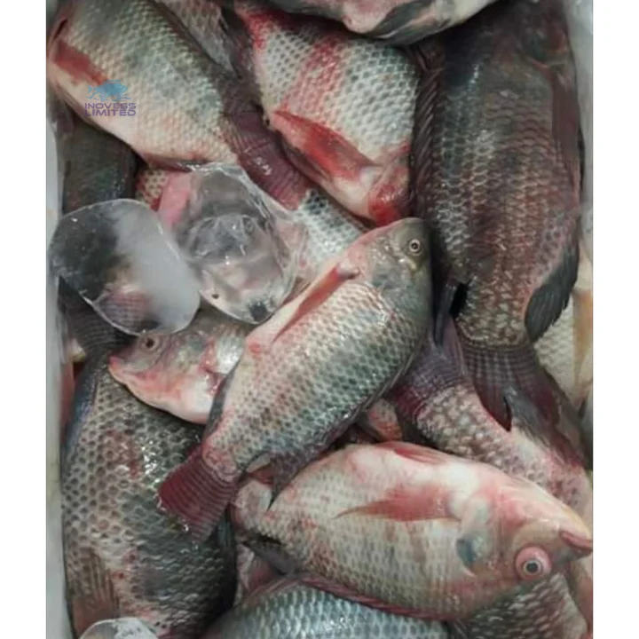 Top Quality Frozen Bulk Tilapia Fish Black Tilapia Whole Round 100/200g