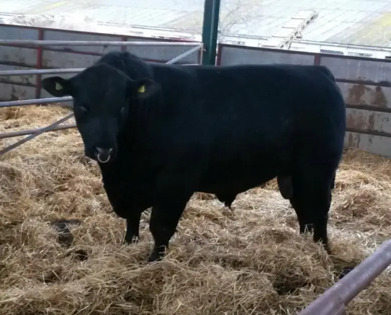 Pregnant Aberdeen Angus Bull Live Cattle And Animal Feed Buy Calf