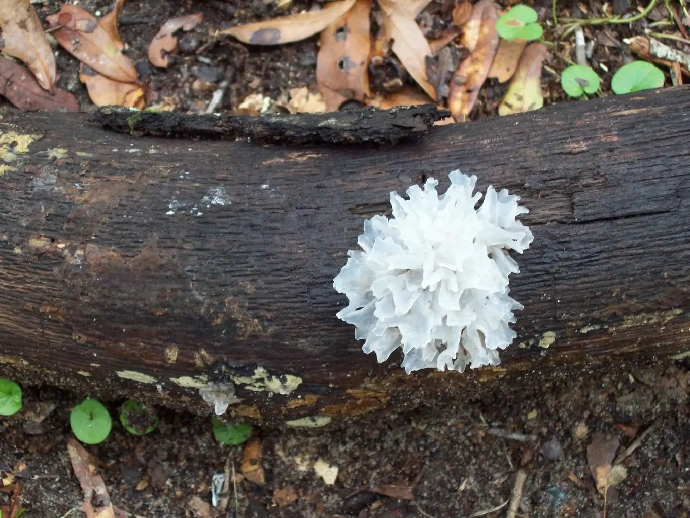 Dried White Back Wood Ear Mushroom For Making Soup With High Quality