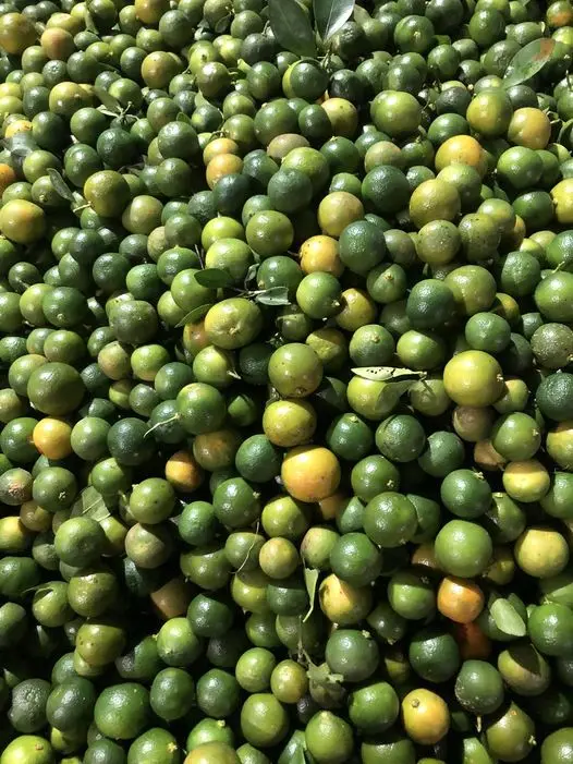 Wholesale Green Calamansi Frozen Sour Kumquat Fruit Origin Vietnam