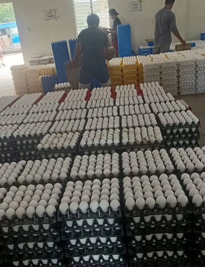 Fresh Chicken Table Eggs Brown And White Fresh Brown White Table Eggs