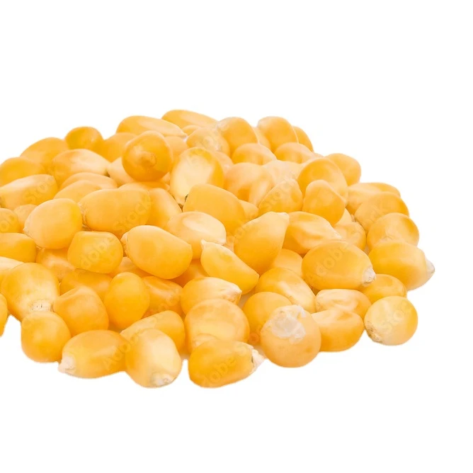 Yellow Maize/ Yellow Corn Buy Yellow Corn Brazil Dried Yellow Corn