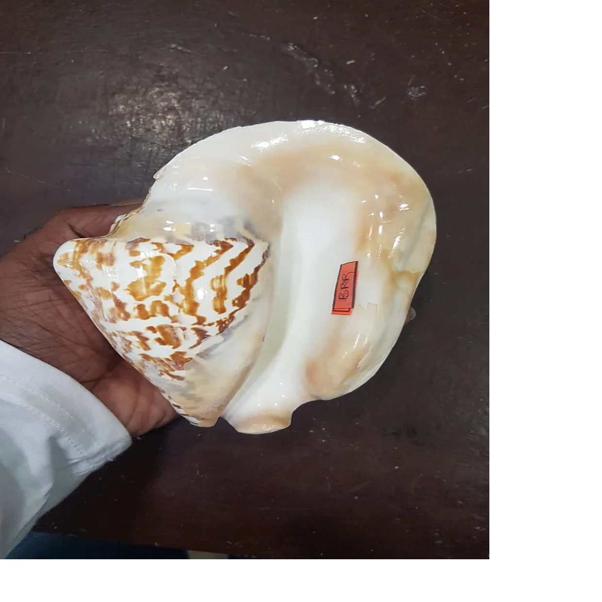 Custom Made Conch Sea Shells In Large Sizes Suitable For Resale By Sea ...