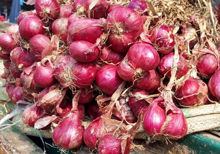 Premium Quality Red Onion New Crop Vietnam Fresh Red Onions Good Price ...