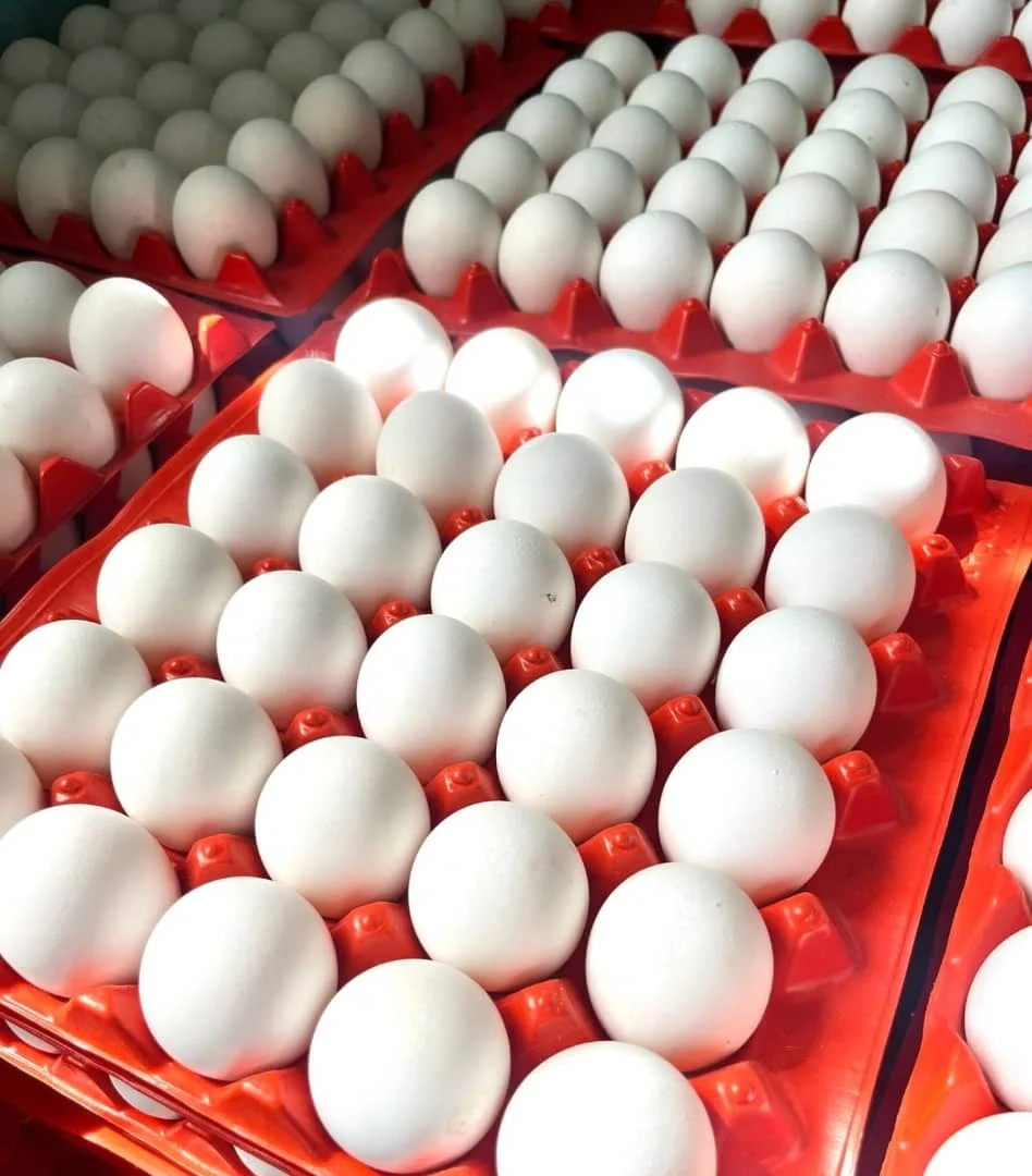 Fresh Chicken Table Eggs Brown And White Shell Chicken Eggs For Sale