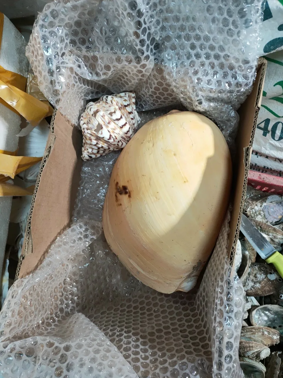 Seashell For Handicraft Cleaned Seashell For Handicraft High