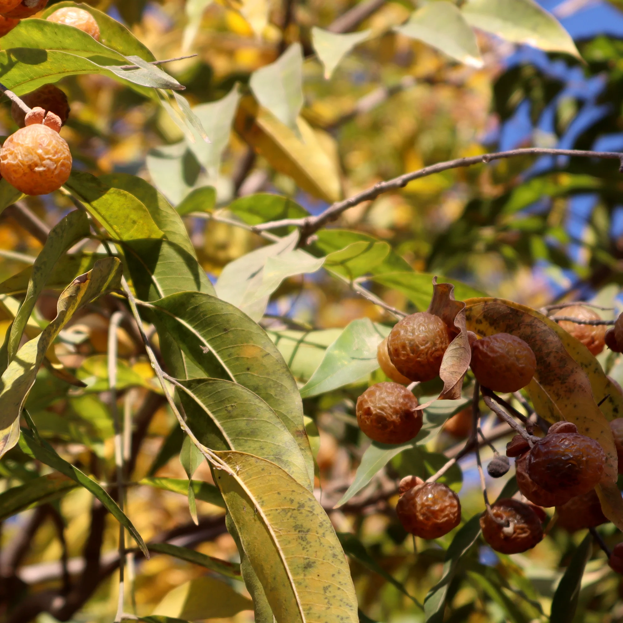 Himalayan Soap Nuts Shells Alternative Laundry Detergent And Cleaning