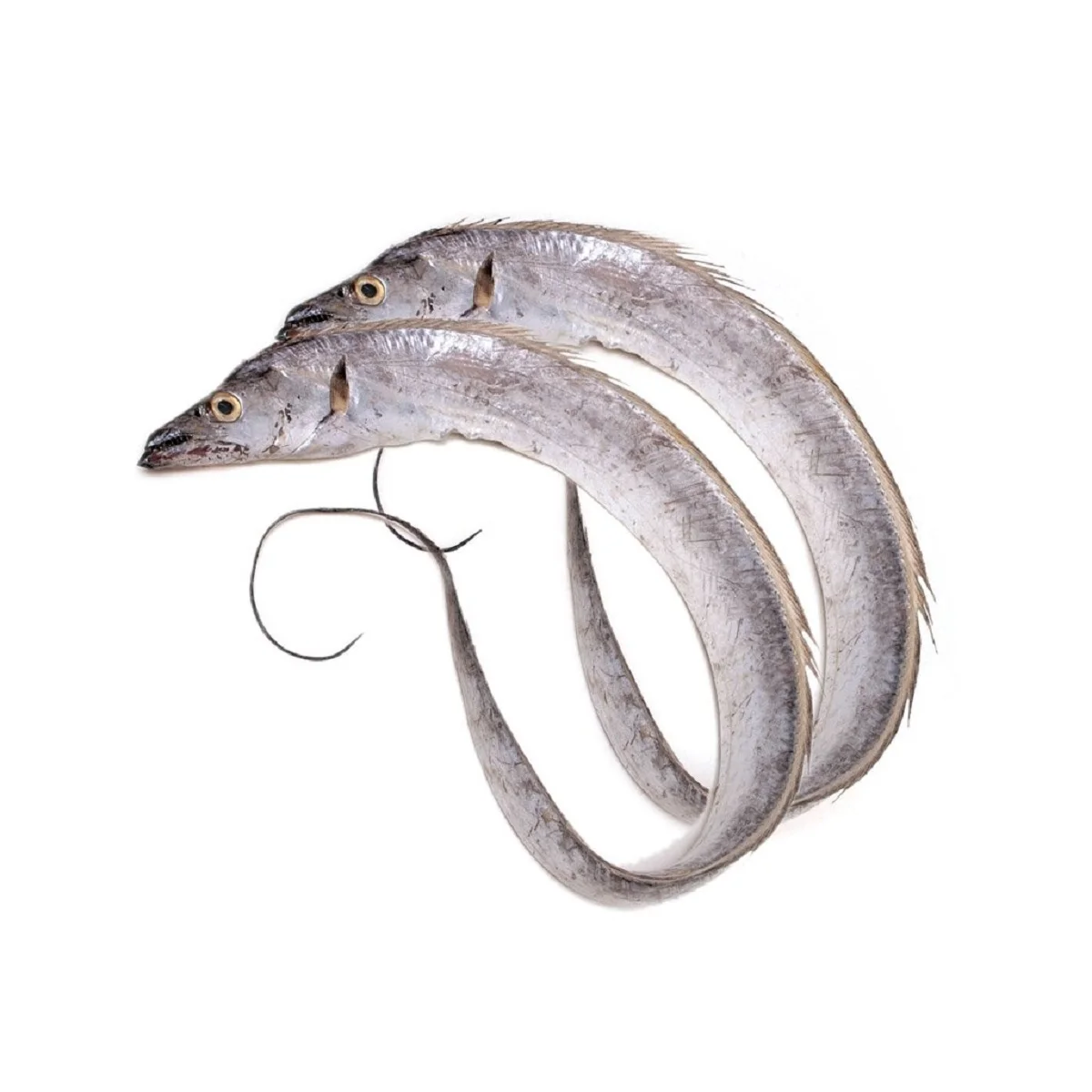 Fresh Frozen Ribbon Fish For Sale Buy Frozen Barracuda Fish,Indian