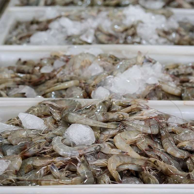 Wholesale Bulk Packaging Fresh Seafood Healthy Food Freshwater Live