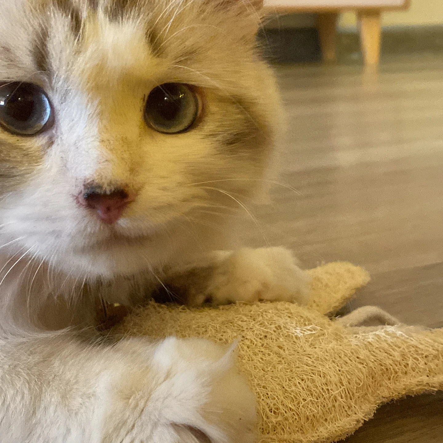 100 Natural Loofah Pet Toys,Bone,Mouse,Fish,Duck,Shaped,Good For Teeth