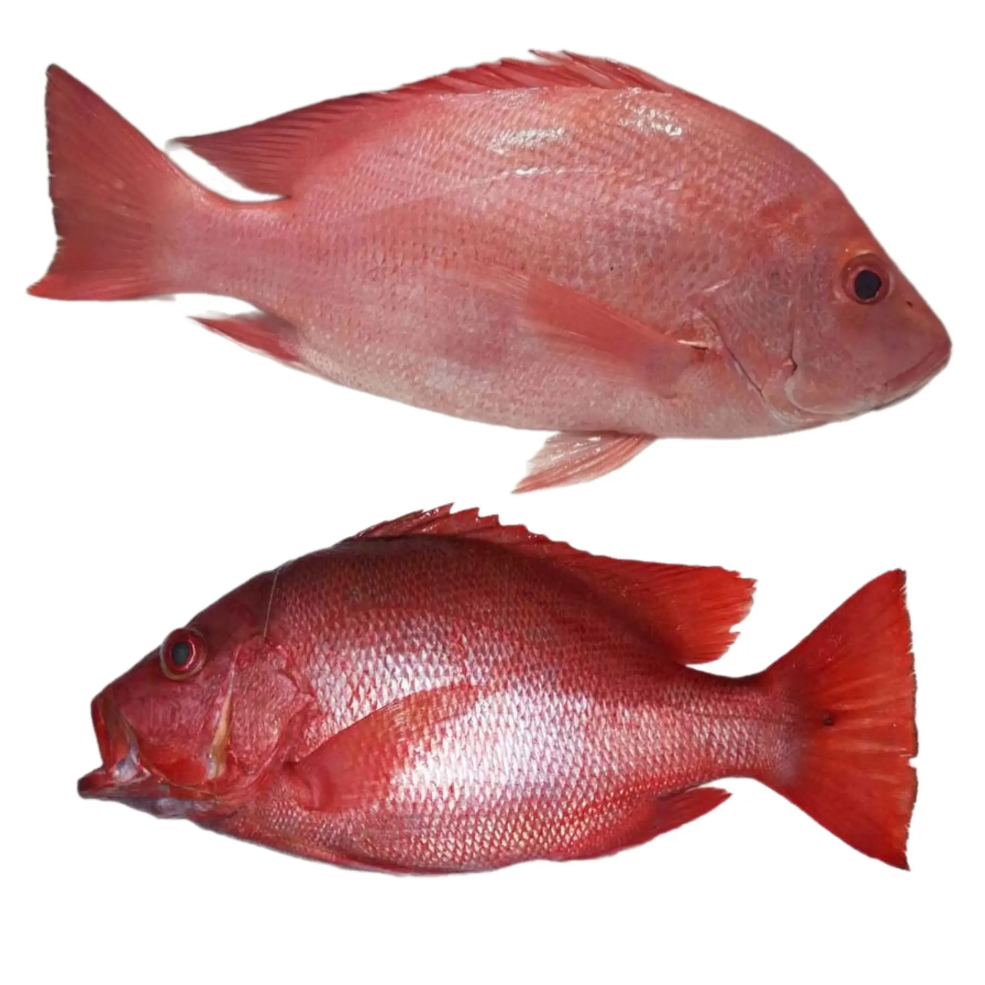 Fresh Red Snapper Fish From Indonesian Seas Export Quality,Wholesale ...