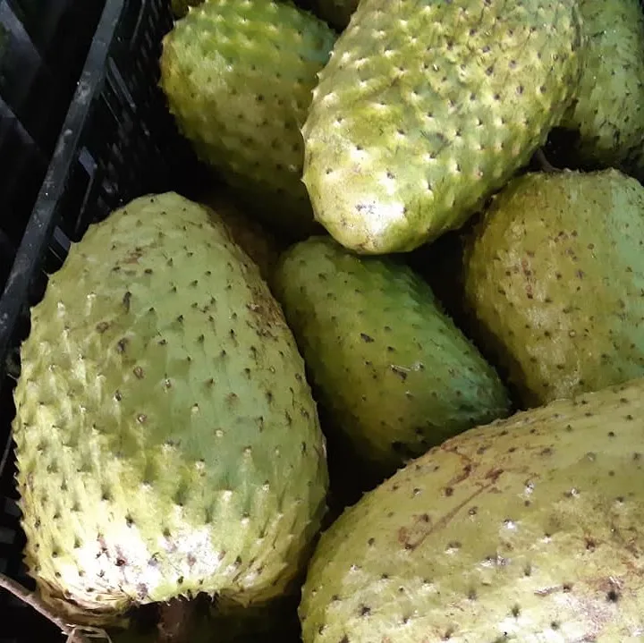 Hot Sale Graviola Soursop Fruit/ Cheap Frozen Soursop Fruit Ms Sophie