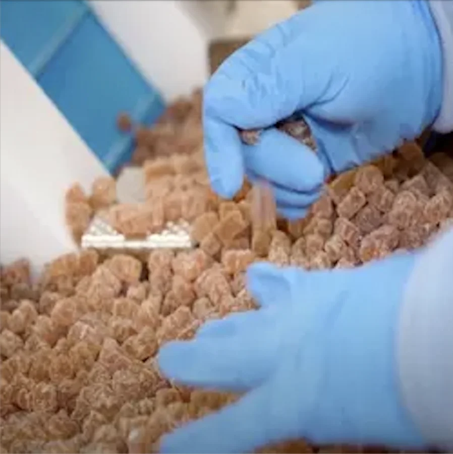 Bulk Wholesale Probiotic Gummies Shipped Vox Nutrition Digestive