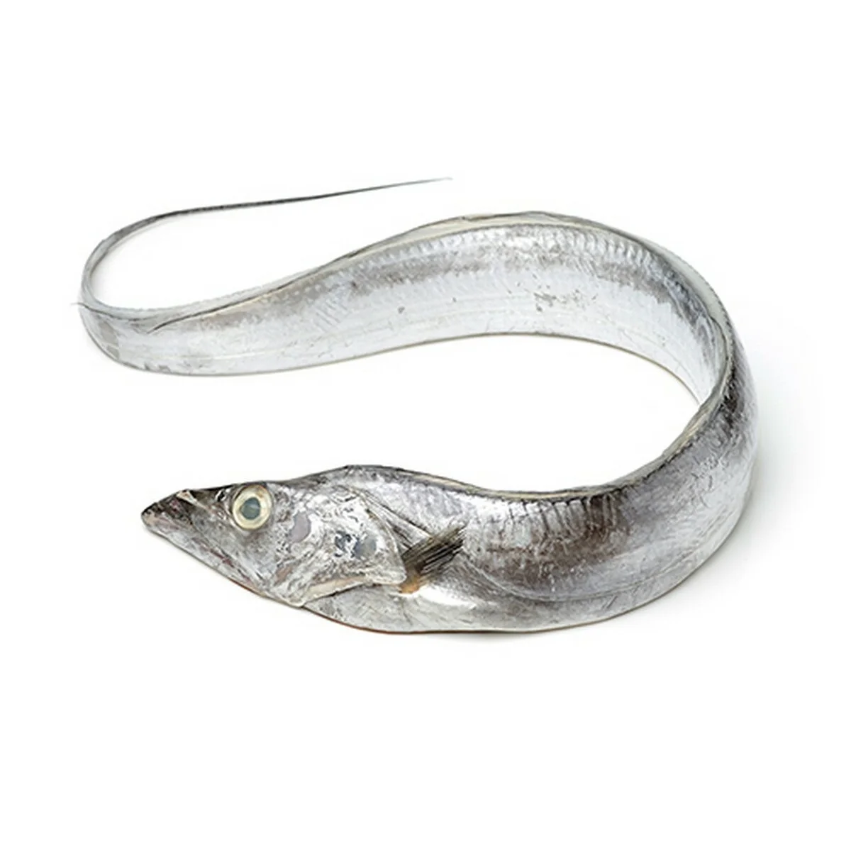 Fresh Frozen Ribbon Fish For Sale Buy Frozen Barracuda Fish,Indian