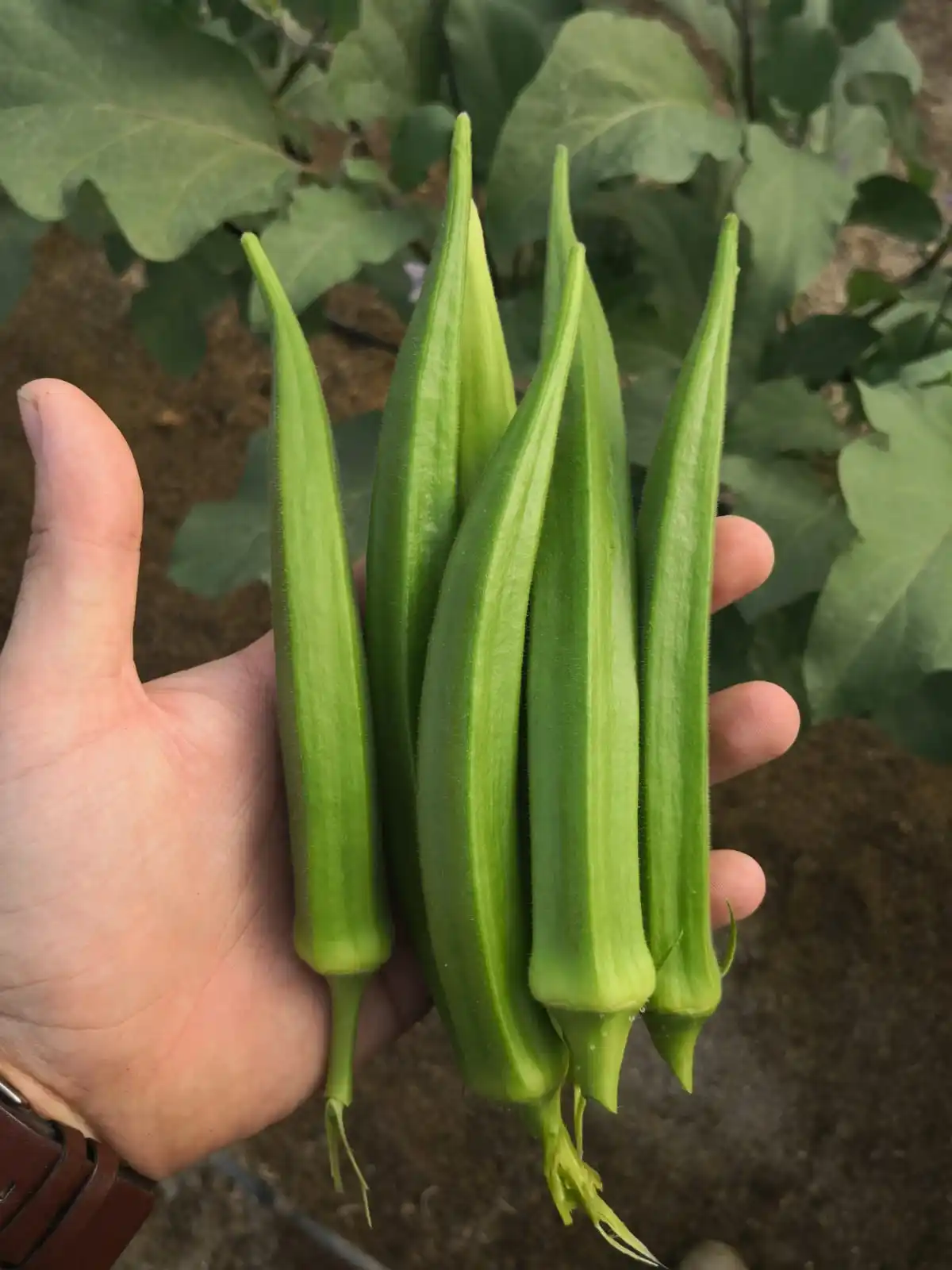 Hybrid Okra Clemson Spineless (op) Verity For For Consumption Okra