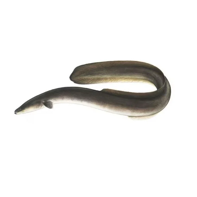 Best Quality Fresh Live Eel Fish -fresh Frozen Fillet Of Conger Eel ...