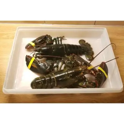 Frozen Fresh Live Lobster - Green Lobster -jumbo Size Lobster - Buy ...