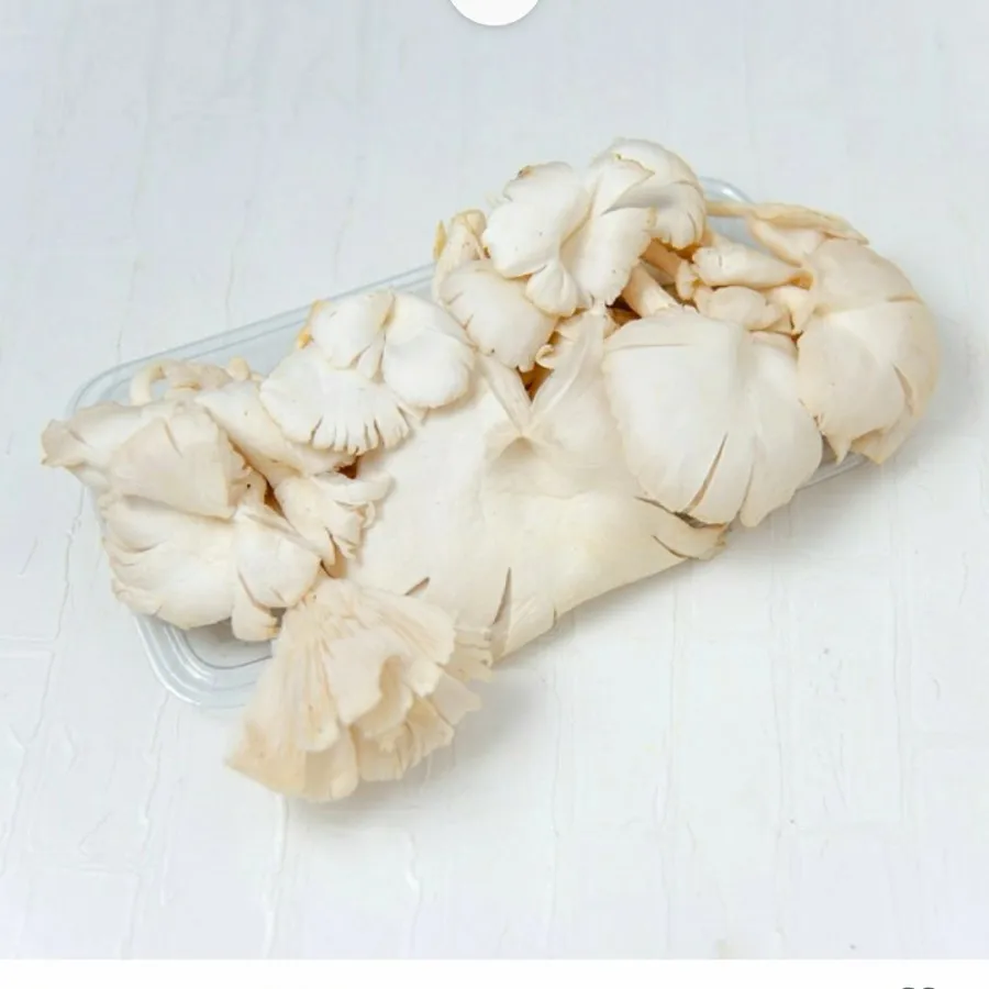 Fresh Oyster Mushroom Indonesian Cultivation Local Oyster Mushroom