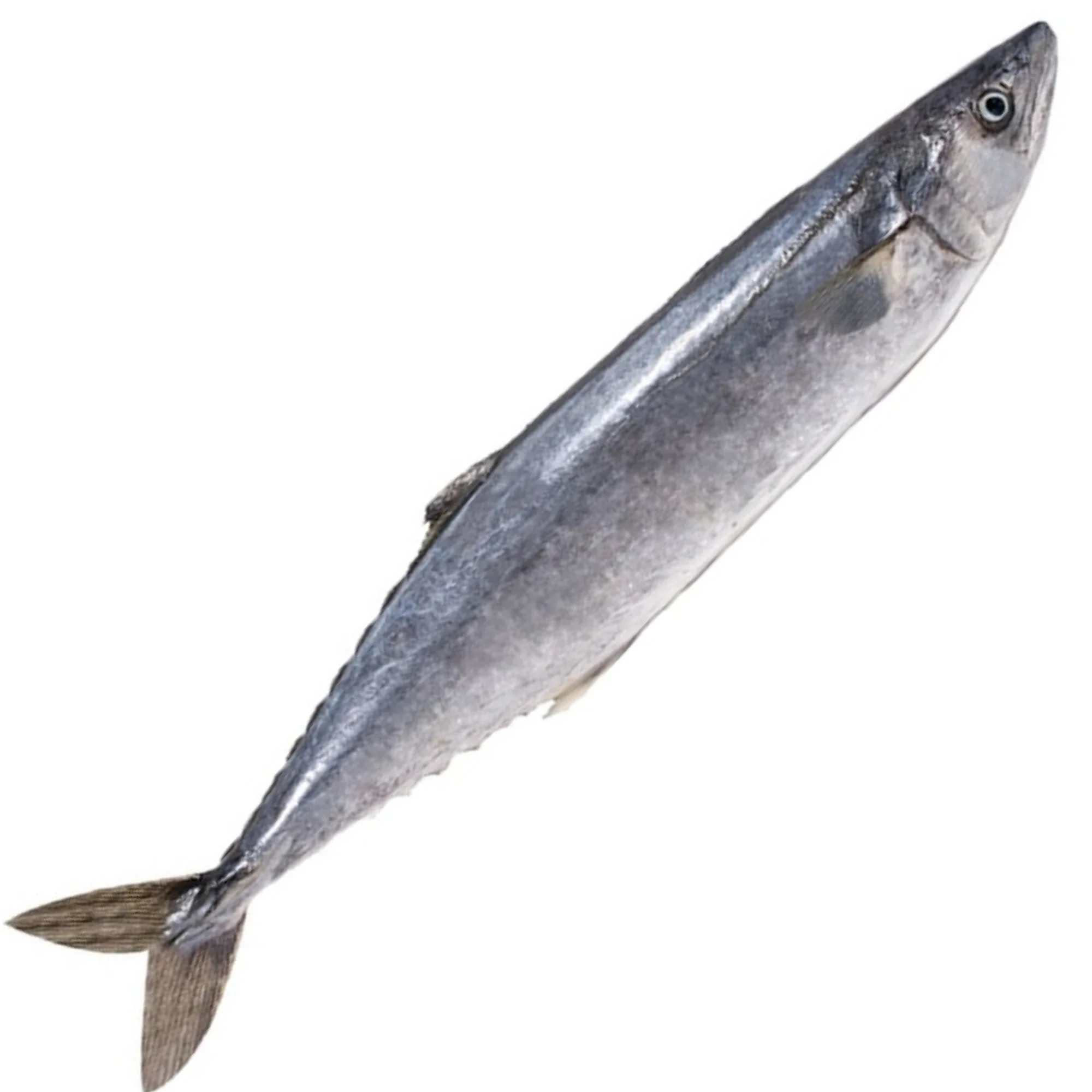 Natural Sea Fresh Male Mackerel Fish,Frozen Sea Cuisine Export Quality