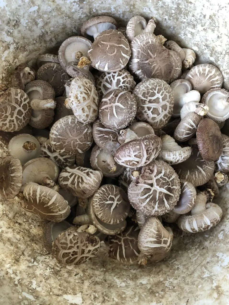 Allnatural Dried Shiitake Mushrooms Grown In Vietnam With The Cheapest