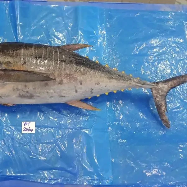Frozen Yellowfin Tuna Fish Whole Round Top Quality Fish From India Top Selling Product 24 Months