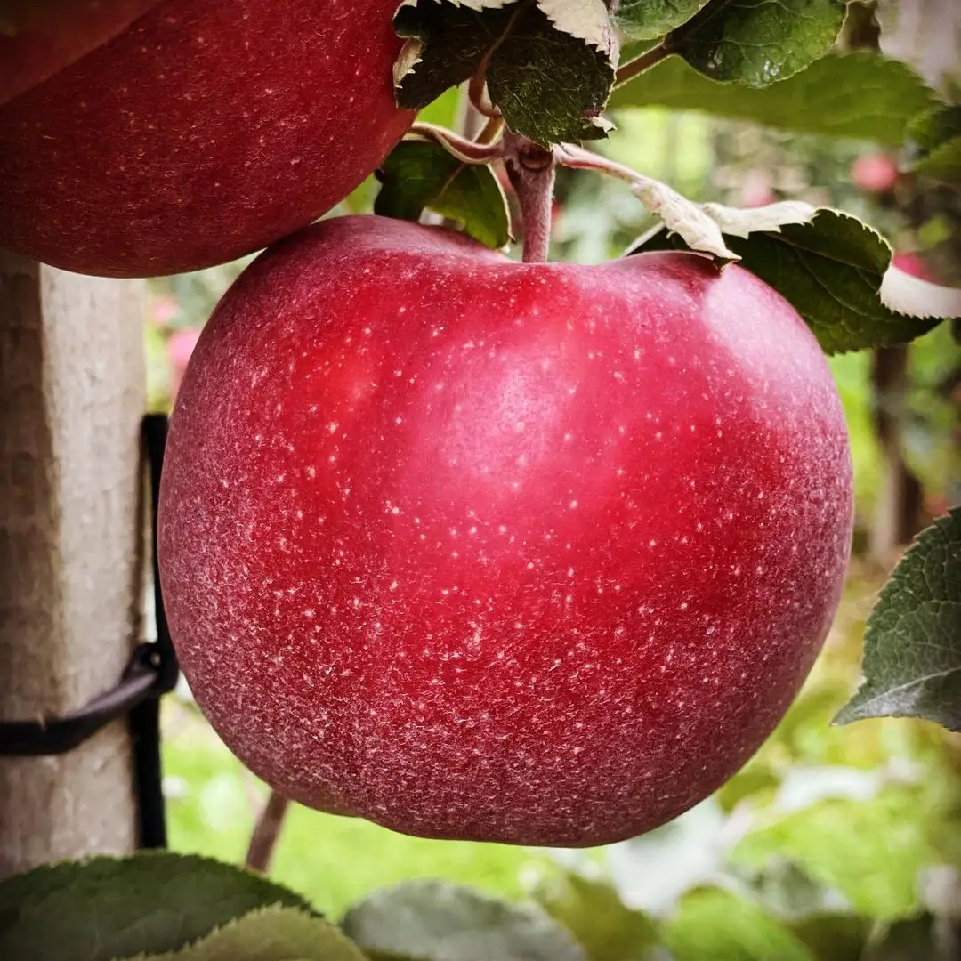 Shandong Yantai Fresh Red Fuji Apples Fruit Buy Hot Sale China Export