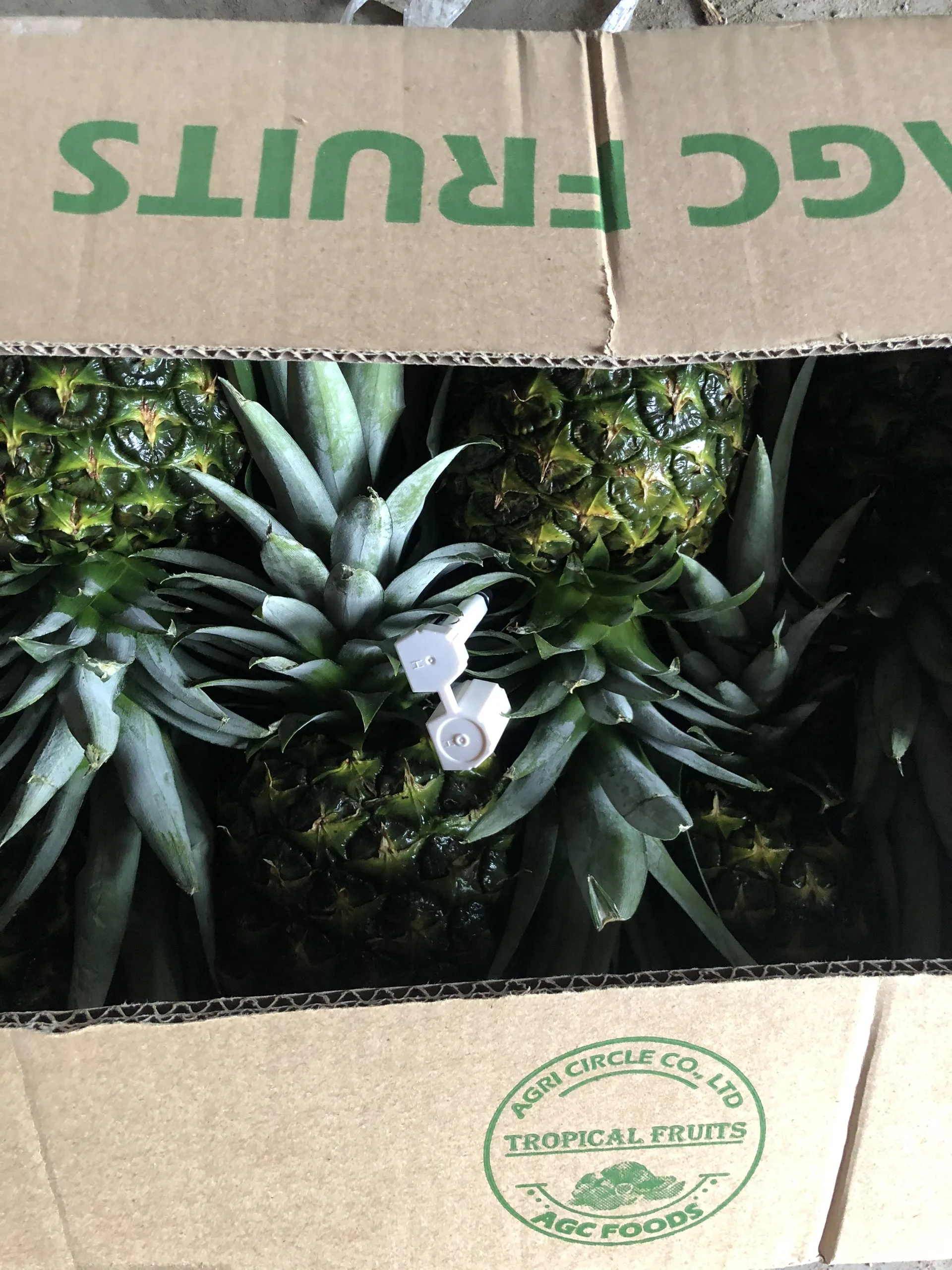 A Grade Fresh Ananas Fruits With Green Leaves Natural Pineapple Fruit
