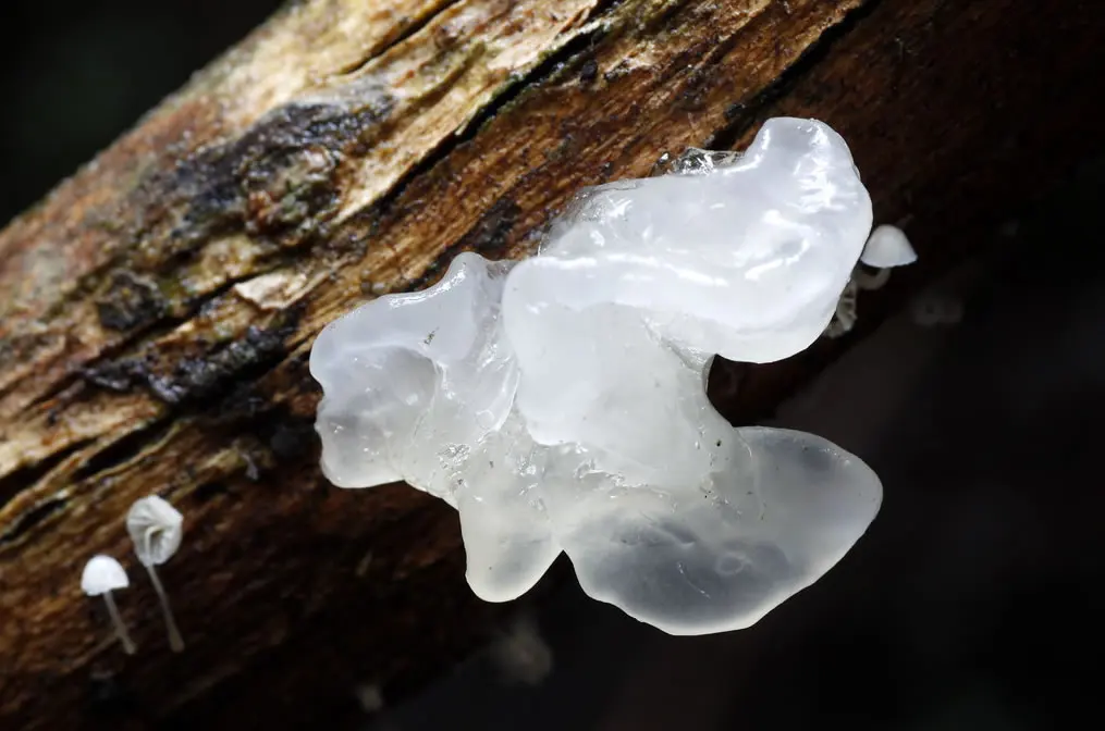 Dried White Back Wood Ear Mushroom For Making Soup With High Quality