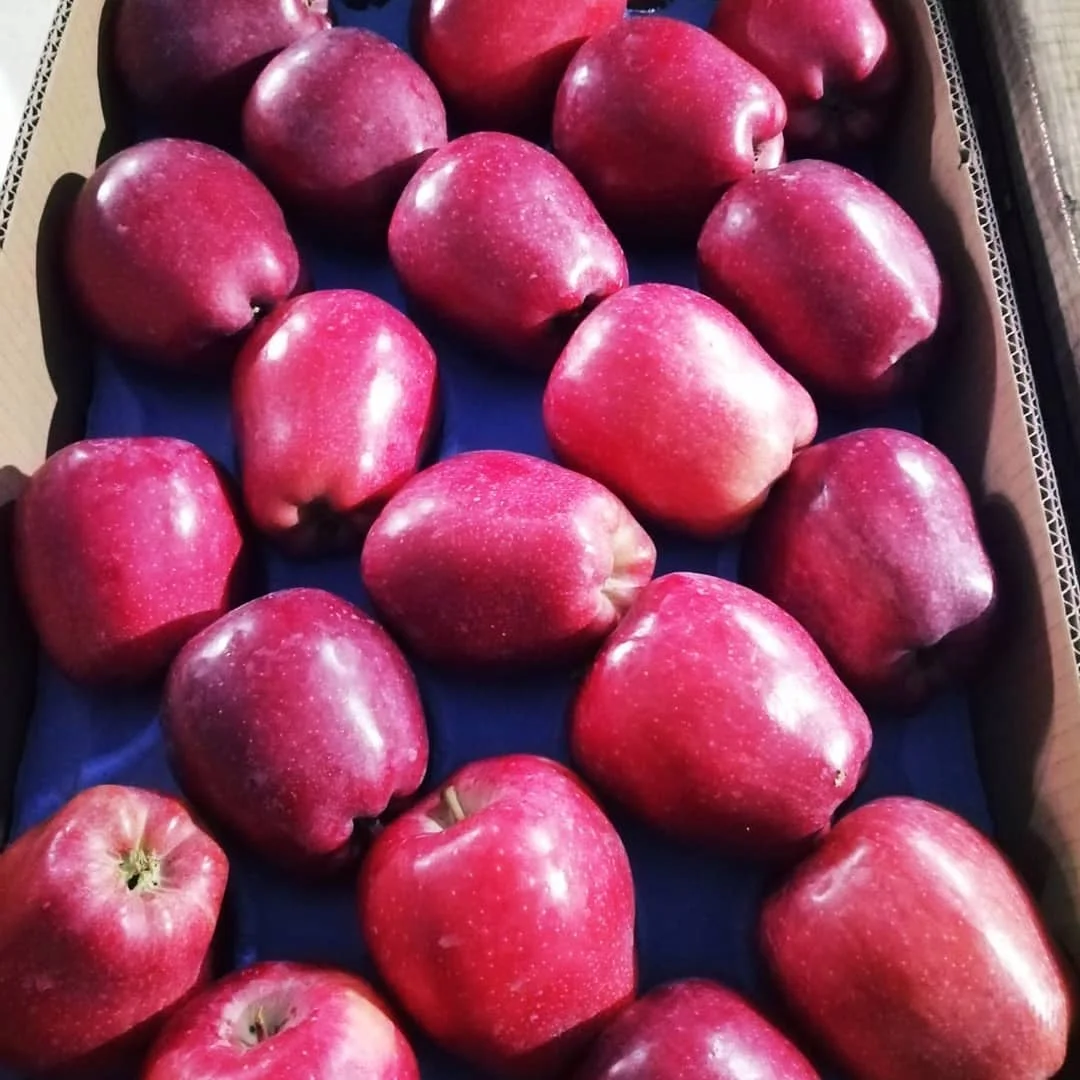 Fresh Royal Gala Apples From Fresh Fruits Farms Buy Fresh Apple Applefresh Fresh Red Fuji 