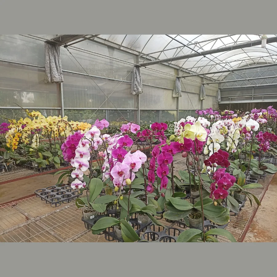 Wholesale Moth Orchids Captivating Phalaenopsis Varieties With Longlasting Blooms From Vietnam